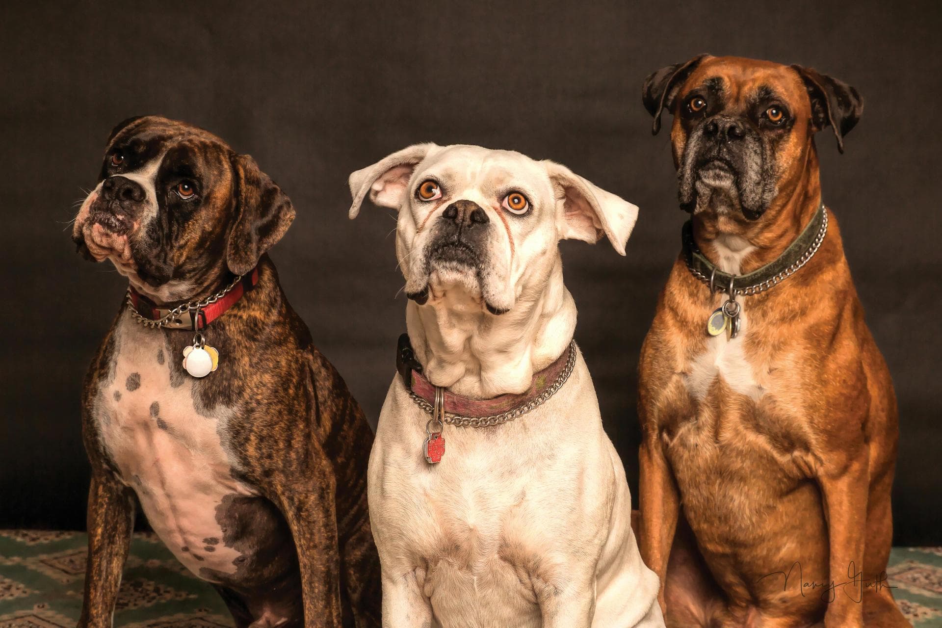 Best Vets in Denton