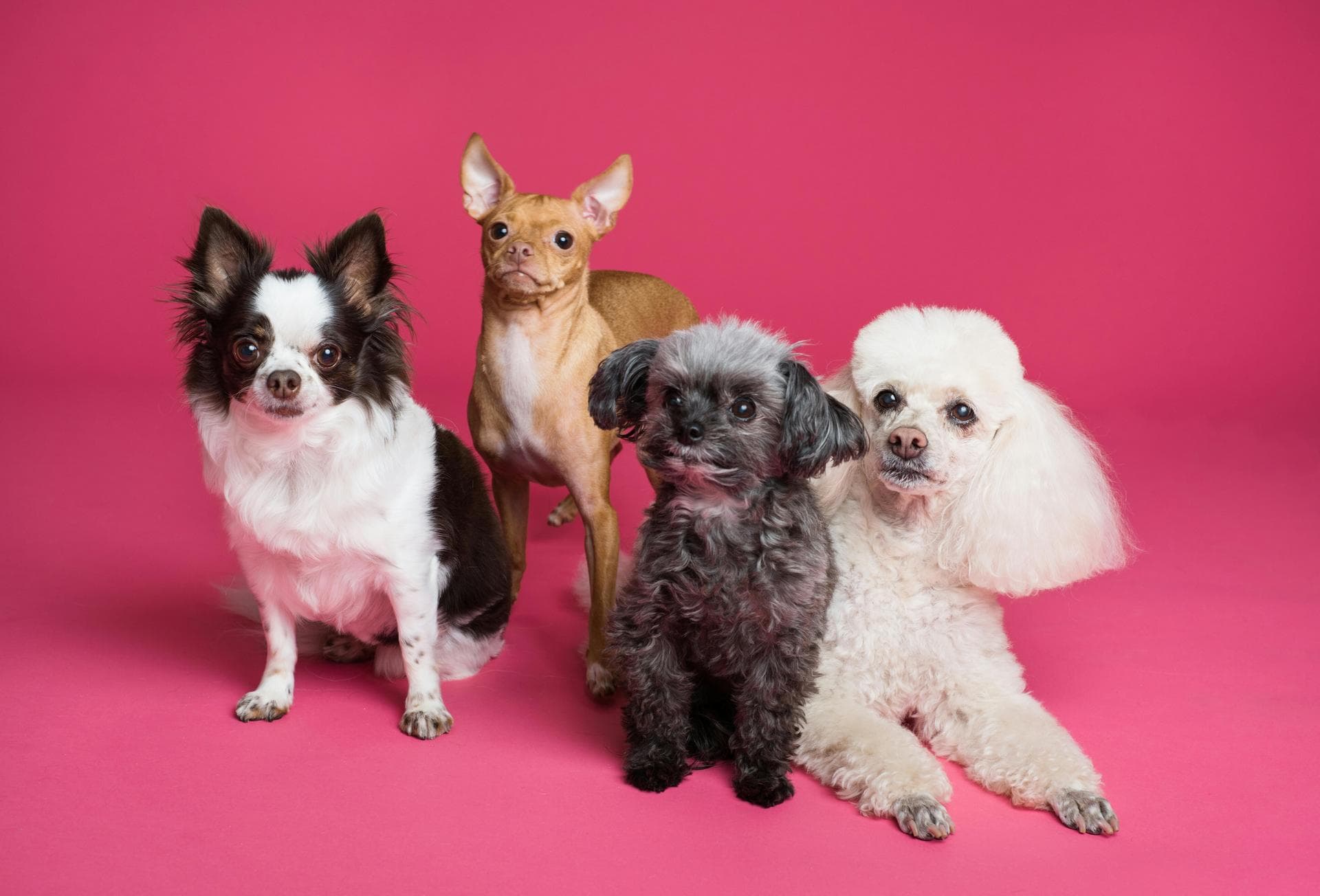 Dog & Cat Vets in Milford