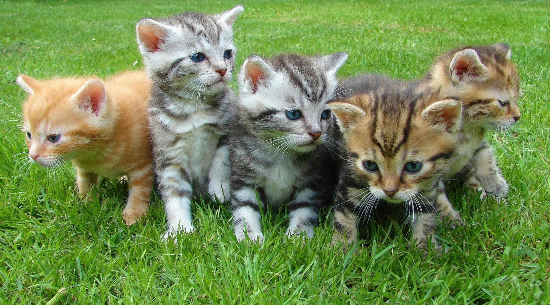 Dog & Cat Vets in Hockessin