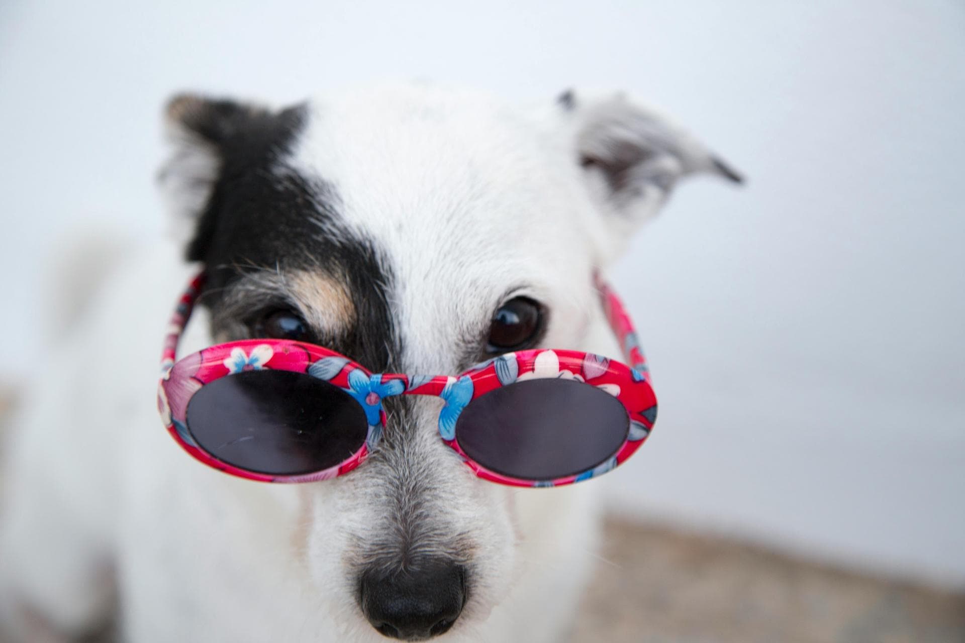 Dog & Cat Vets in Denton