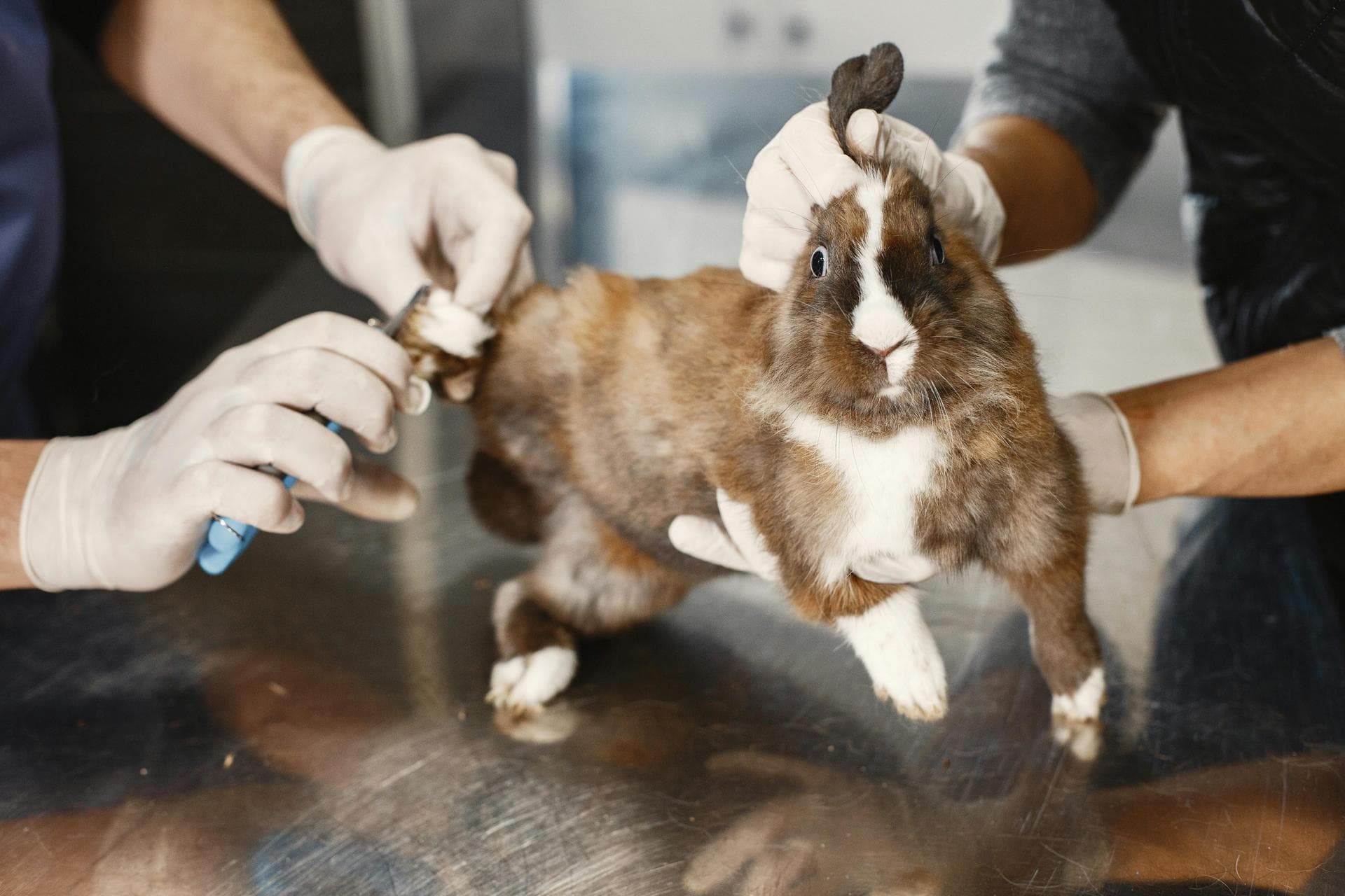 Dog & Cat Vets in Hockessin