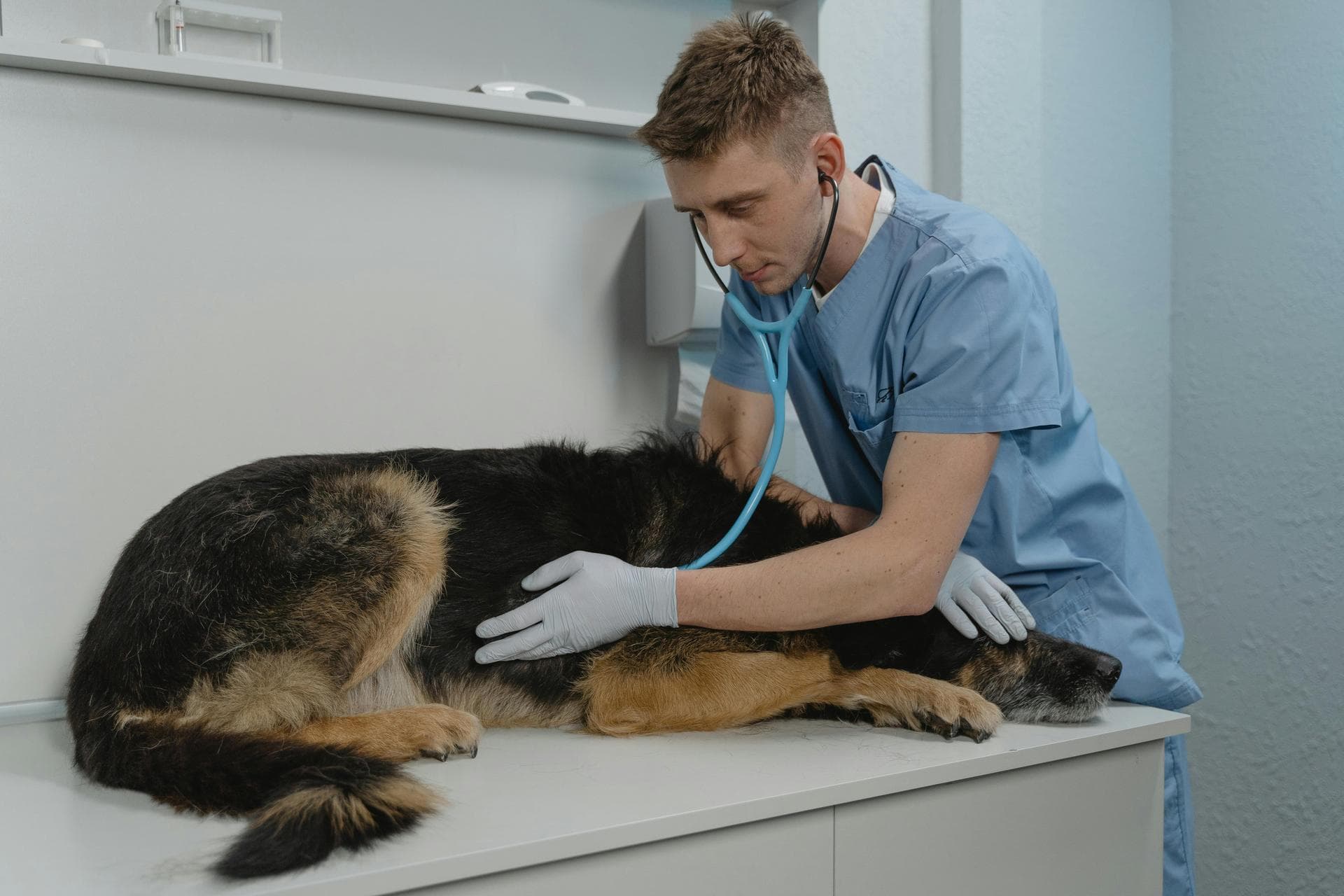 Best Vets in Denton